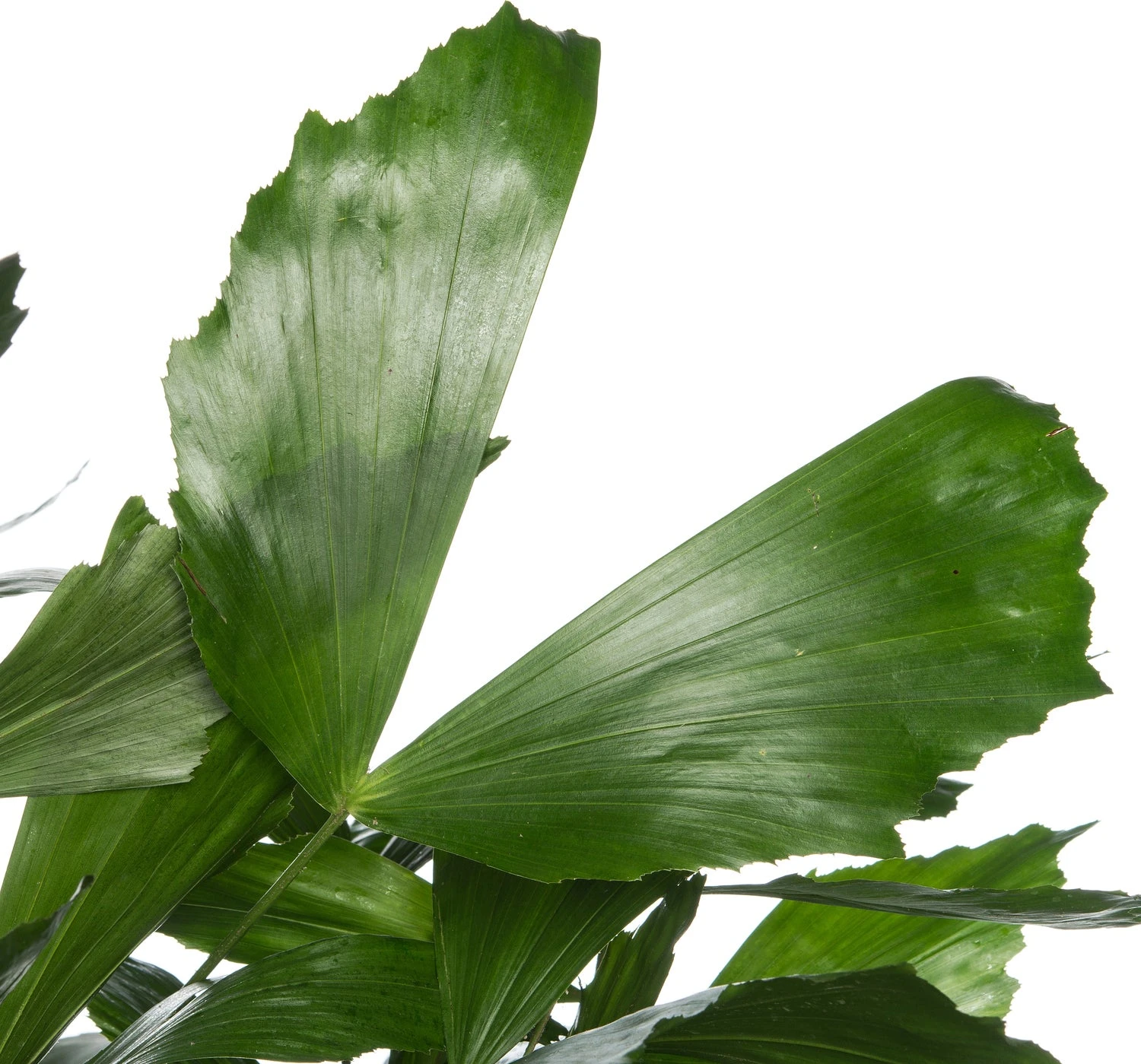 Vissenstaartpalm (Caryota Mitis ) D 31 H 160 Cm 2 Vissenstaartpalm (Caryota Mitis ) D 31 H 160 Cm - Afbeelding 2