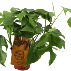 Philodendron (Philodendron Minima) D 15 H 40 Cm