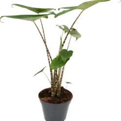 Olifantsoor (Alocasia Zebrina) D 17 H 60 Cm