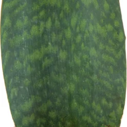 Vrouwentong (Sansevieria Masoniana 'Victoria') D 14 H 45 Cm