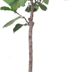 Vioolbladplant Op Stam (Ficus Lyrata) D 32 H 170 Cm