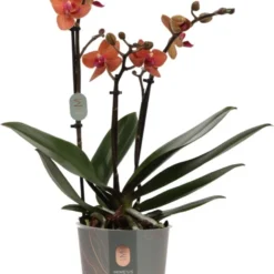 Vlinderorchidee (Phalaenopsis Multiflora) Oranje D 12 H 50 Cm