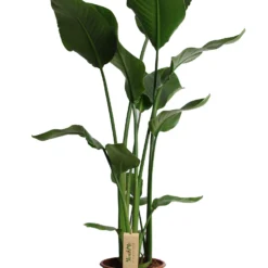 Paradijsvogelplant (Strelitzia Nicolai) D 21 H 100 Cm
