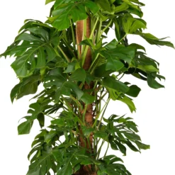 Gatenplant Met Mosstok (Monstera Pertusum) D 35 H 150 Cm