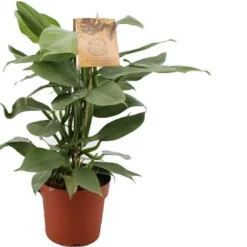 Philodendron (Philodendron Hastatum) D 17 H 40 Cm
