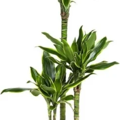 Drakenbloedboom (Dracaena Fragrans 'Gold Coast') D 21 H 110 Cm