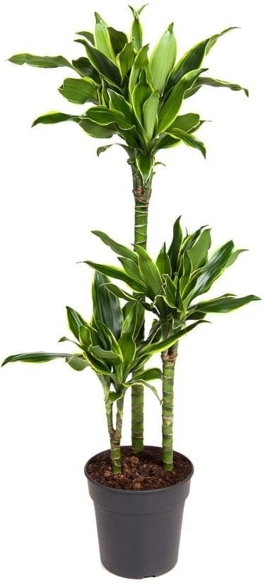 Drakenbloedboom (Dracaena Fragrans 'Gold Coast') D 21 H 110 Cm 1 Drakenbloedboom (Dracaena Fragrans 'Gold Coast') D 21 H 110 Cm