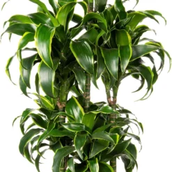 Drakenbloedboom (Dracaena Fragrans (C) ' Dorado') D 31 H 140 Cm