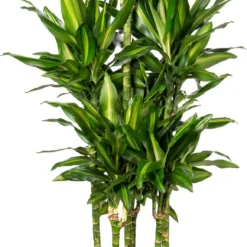 Drakenbloedboom (Dracaena Fragrans (D) 'Cintho') D 31 H 140 Cm