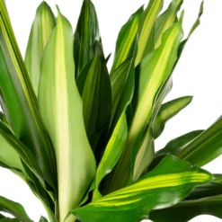 Drakenbloedboom (Dracaena Fragrans (D) 'Cintho') D 31 H 140 Cm -Boom Hart Verkoopwinkel 8717263725237 2