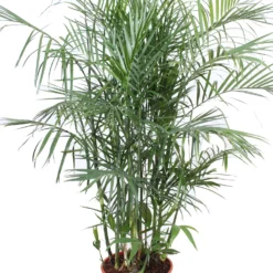 Bergpalm (Chamaedorea Seifrizii) D 34 H 160 Cm