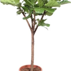 Vioolbladplant Op Stam (Ficus Lyrata) D 45 H 200 Cm