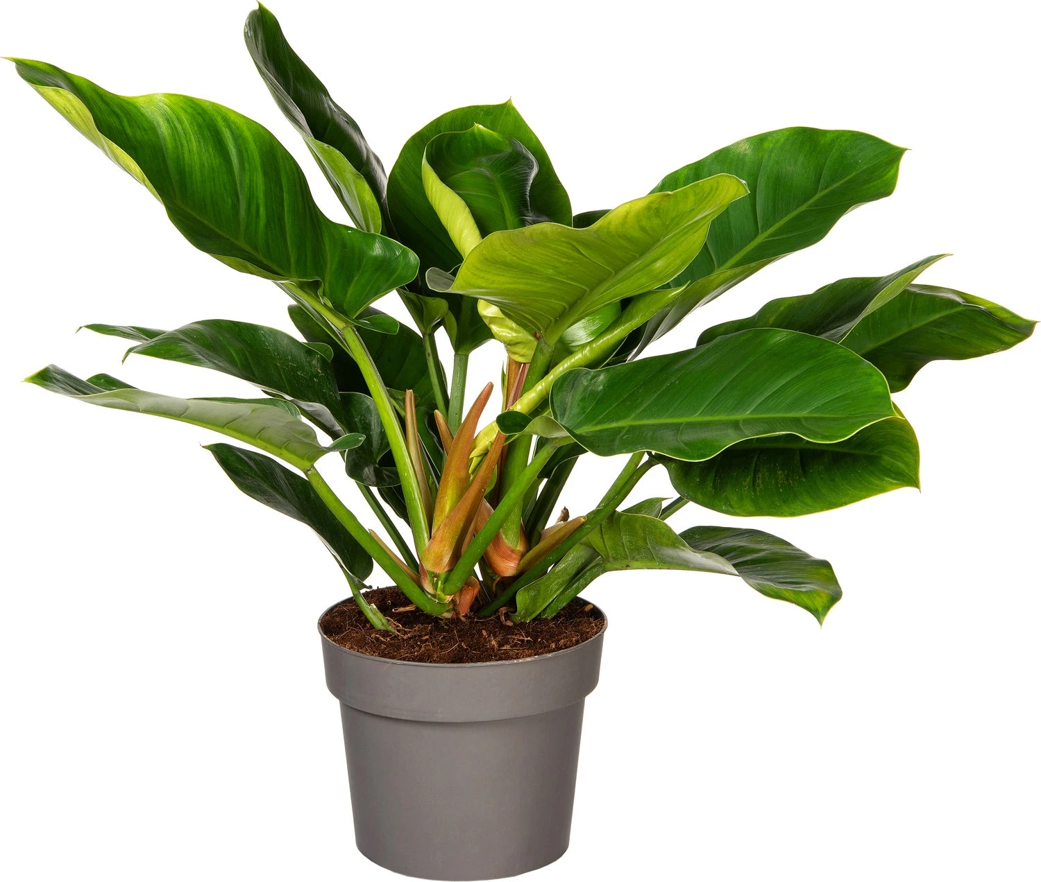 Philodendron (Philodendron 'Imperial Green' ) D 24 H 70 Cm 1 Philodendron (Philodendron 'Imperial Green' ) D 24 H 70 Cm