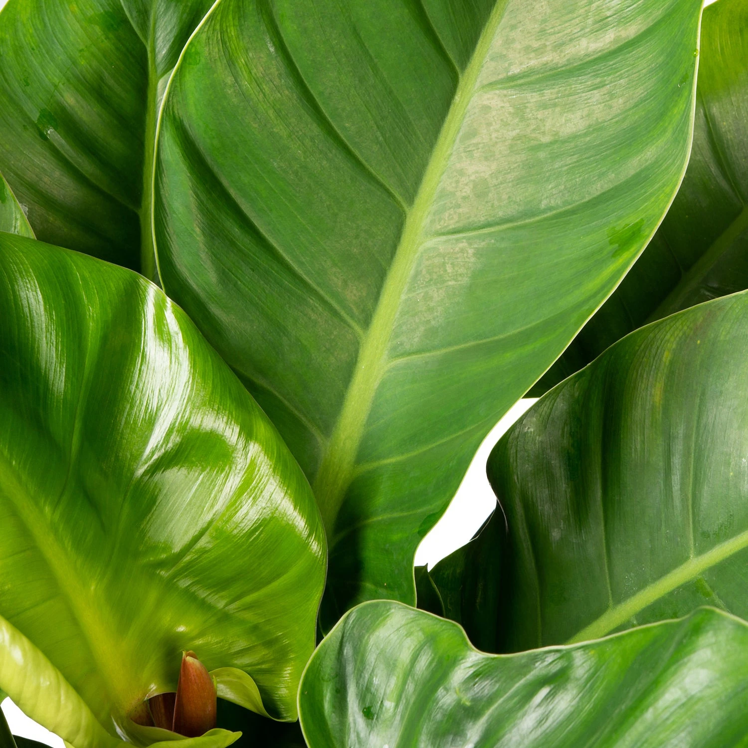 Philodendron (Philodendron 'Imperial Green' ) D 24 H 70 Cm 2 Philodendron (Philodendron 'Imperial Green' ) D 24 H 70 Cm - Afbeelding 2