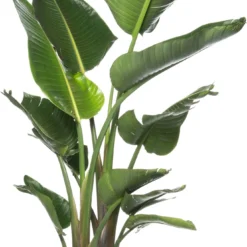 Paradijsvogelplant (Strelitzia Nicolai) D 35 H 160 Cm