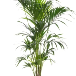 Kentiapalm (Howea Forsteriana) D 27 H 180 Cm