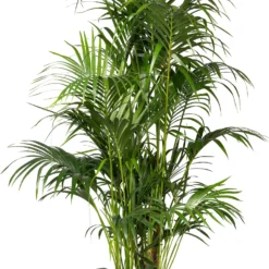 Kentiapalm (Howea Forsteriana) D 37 H 210 Cm