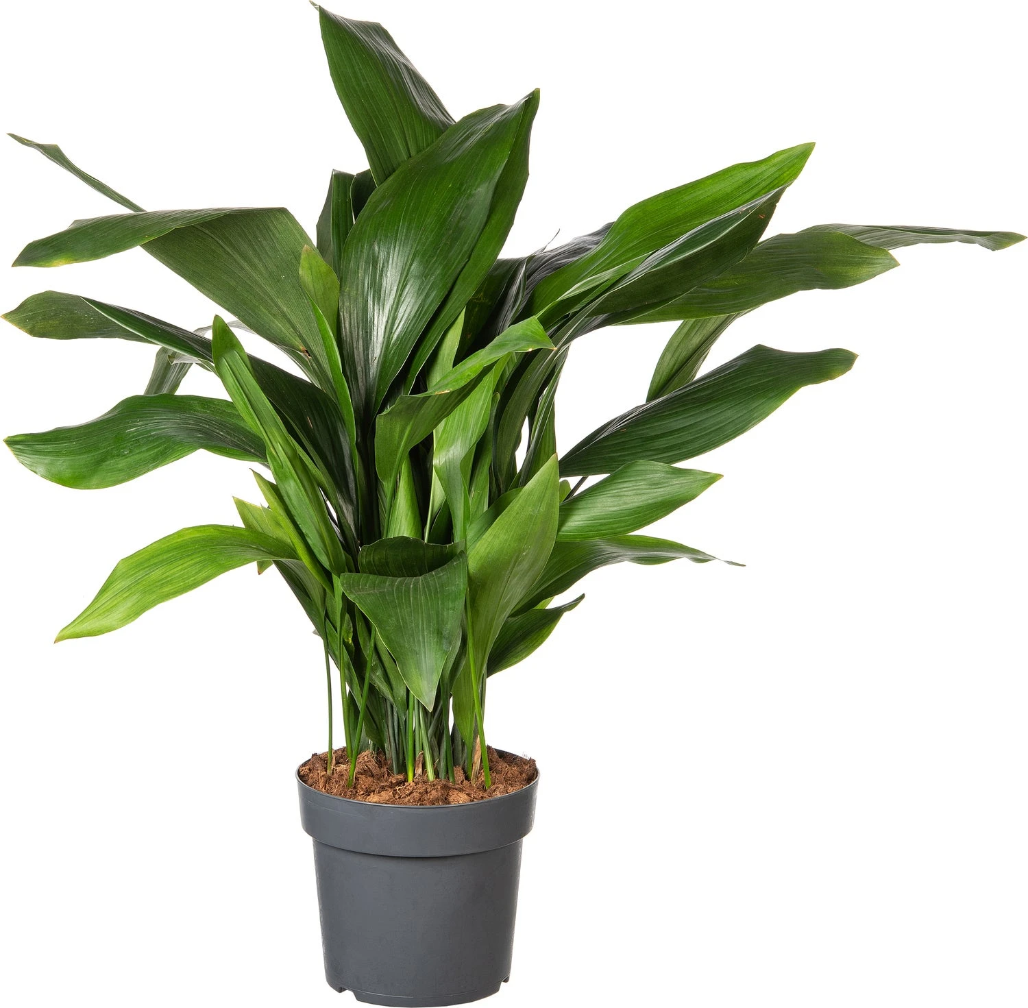 Kwartjesplant (Aspidistra Elatior) D 22 H 60 Cm 1 Kwartjesplant (Aspidistra Elatior) D 22 H 60 Cm