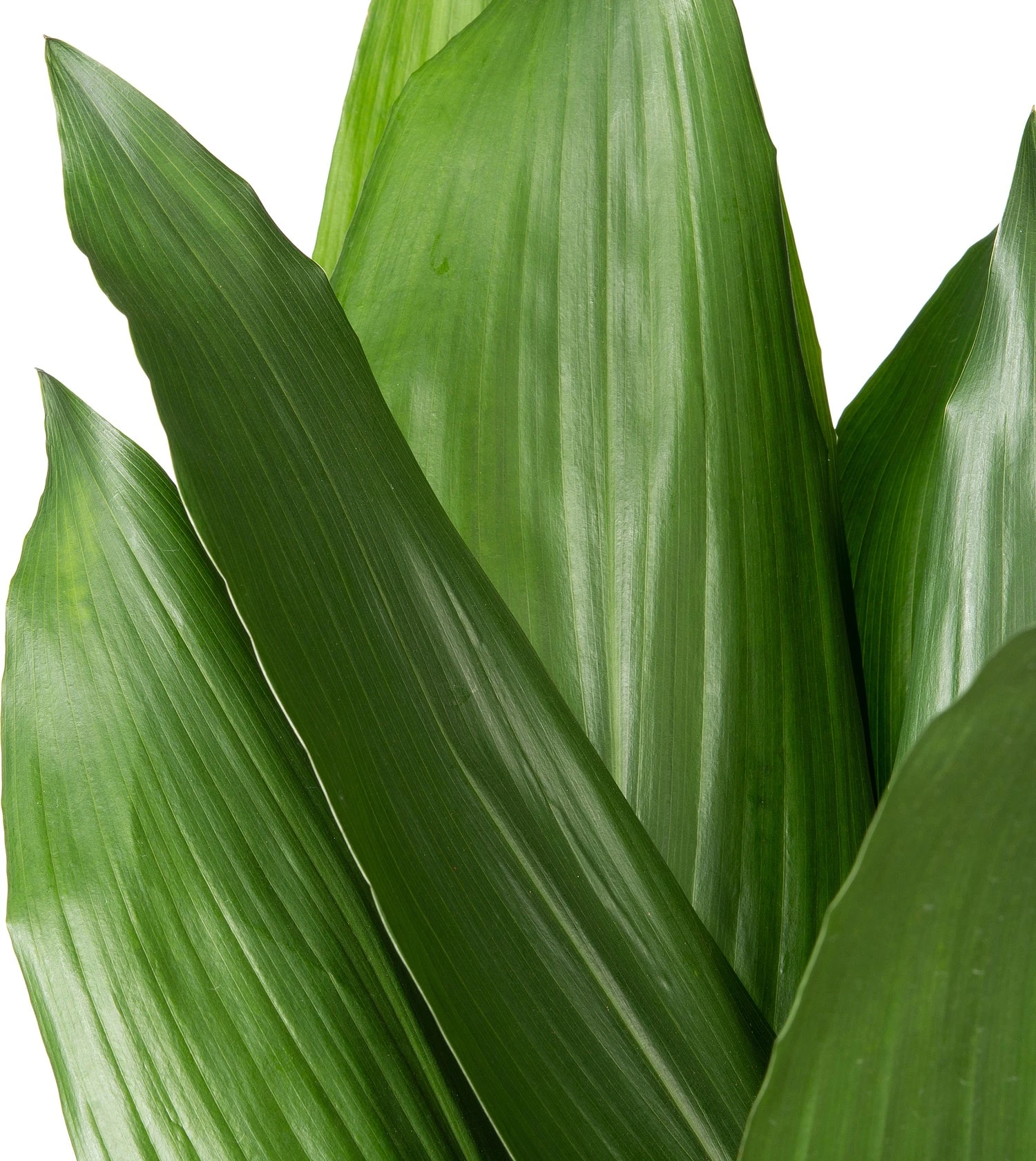 Kwartjesplant (Aspidistra Elatior) D 22 H 60 Cm 2 Kwartjesplant (Aspidistra Elatior) D 22 H 60 Cm - Afbeelding 2