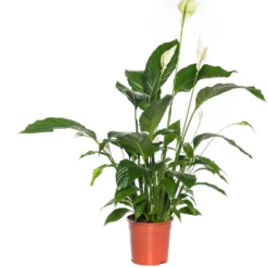 Lepelplant (Spathiphyllum 'Bingo Cupido') D 19 H 80 Cm