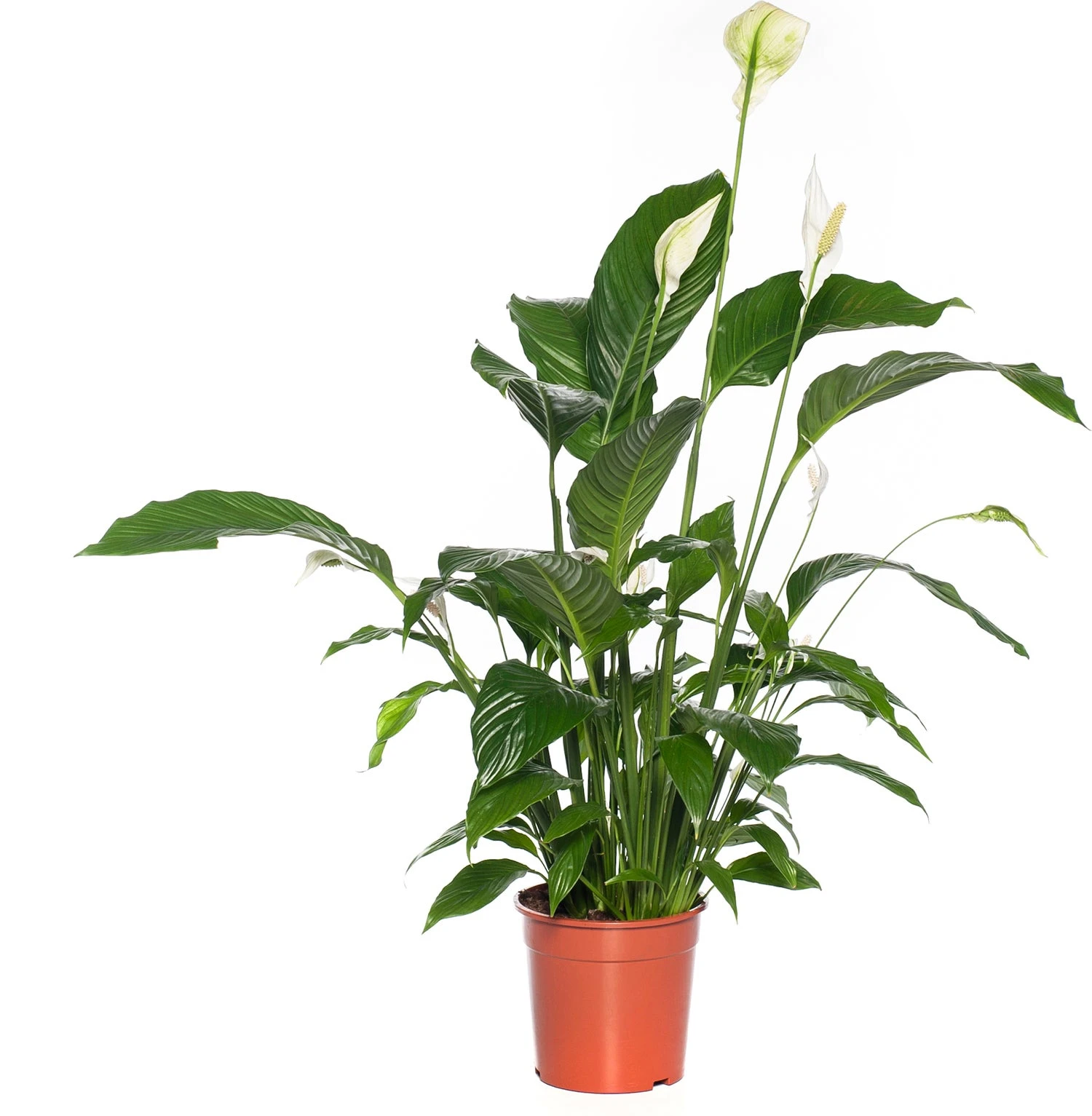 Lepelplant (Spathiphyllum 'Bingo Cupido') D 19 H 80 Cm 1 Lepelplant (Spathiphyllum 'Bingo Cupido') D 19 H 80 Cm