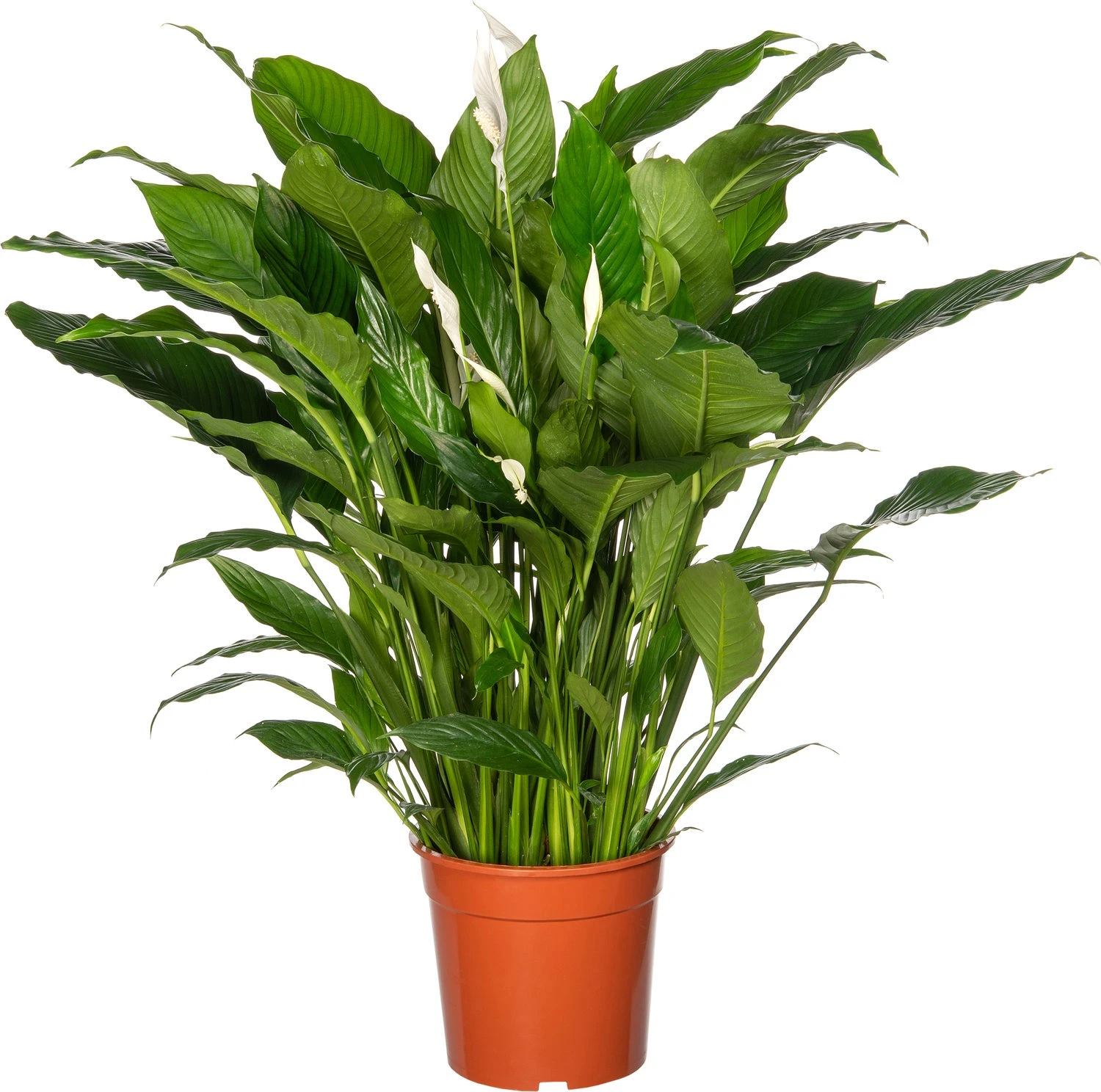 Lepelplant (Spathiphyllum 'Sweet Sebastiano') D 27 H 140 Cm 1 Lepelplant (Spathiphyllum 'Sweet Sebastiano') D 27 H 140 Cm