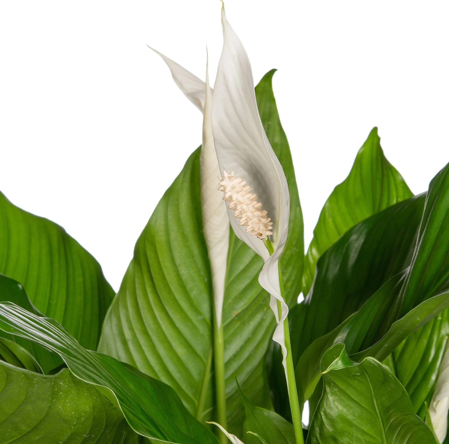 Lepelplant (Spathiphyllum 'Sweet Sebastiano') D 27 H 140 Cm 2 Lepelplant (Spathiphyllum 'Sweet Sebastiano') D 27 H 140 Cm - Afbeelding 2