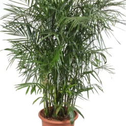 Bergpalm (Chamaedorea Seifrizii) D 45 H 180 Cm