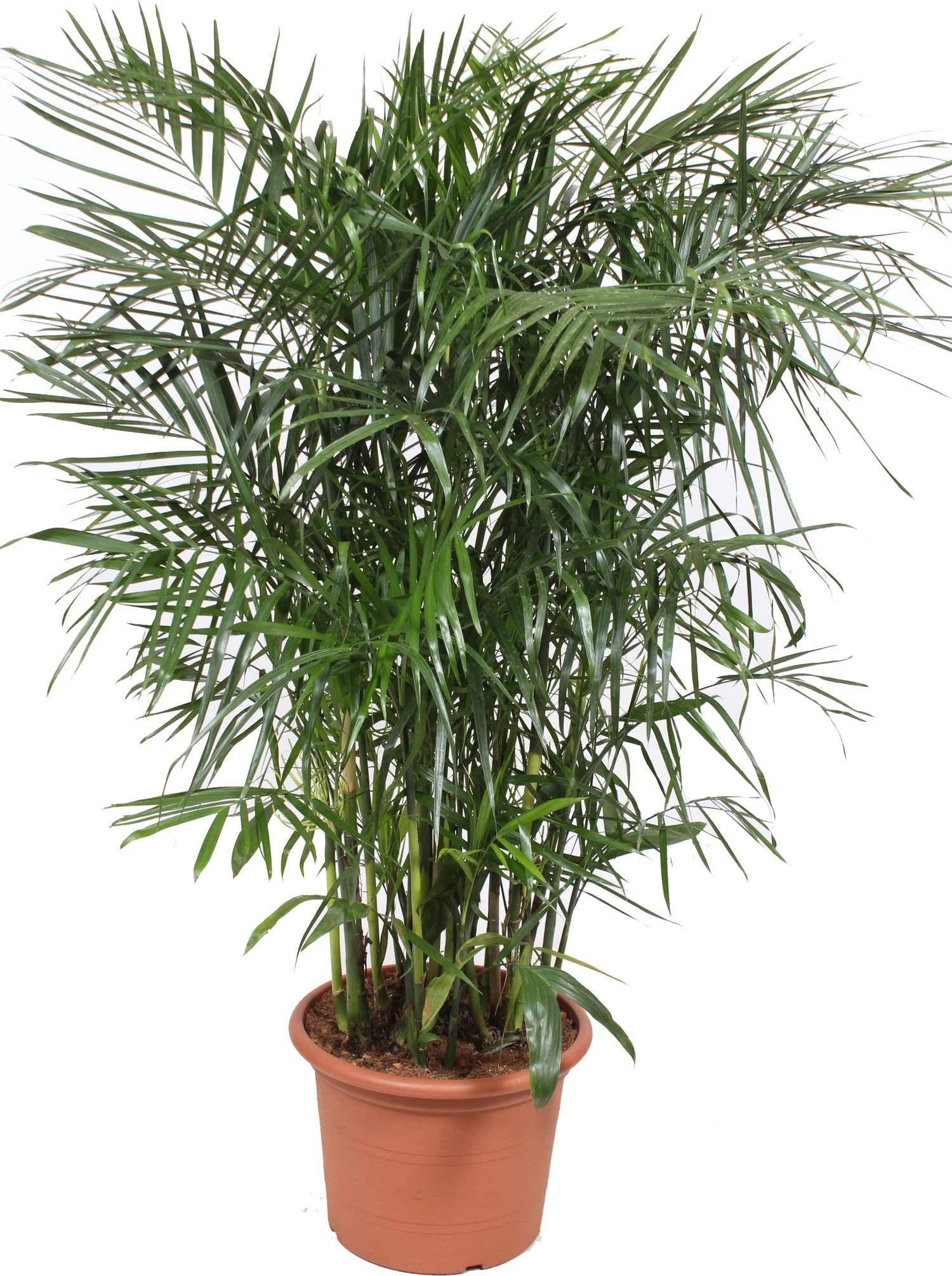 Bergpalm (Chamaedorea Seifrizii) D 45 H 180 Cm 1 Bergpalm (Chamaedorea Seifrizii) D 45 H 180 Cm