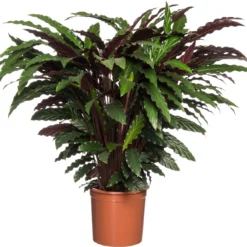 Calathea (Calathea Rufibarba) D 24 H 80 Cm