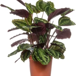 Calathea (Calathea 'Medaillon') D 24 H 80 Cm