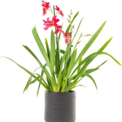 Cambria-orchidee Cascade (Cambria 'Nelly Isler') D 12 H 60 Cm