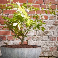 Mica Decorations Plantenschaal Bravo Grijs D 35 H 17 Cm -Boom Hart Verkoopwinkel 8718861700350 4