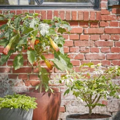 Mica Decorations Plantenschaal Bravo Grijs D 35 H 17 Cm -Boom Hart Verkoopwinkel 8718861700350 5