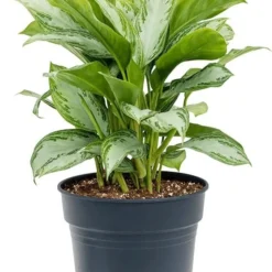 Aglaonema (Aglaonema 'Silver Bay') D 30 H 75 Cm