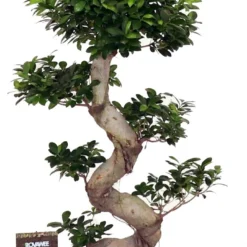Chinese Vijg In Kermiek (Ficus Microcarpa 'Ginseng') D 60 H 130 Cm