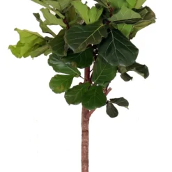 Vioolbladplant Op Stam (Ficus Lyrata) D 32 H 160 Cm