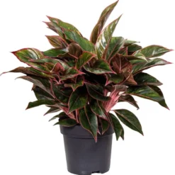 Aglaonema (Aglaonema 'Jungle Red') D 19 H 45 Cm