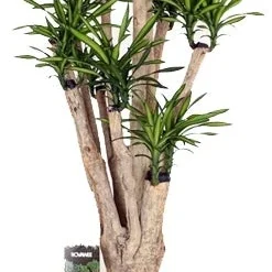 Drakenbloedboom Vertakt (Dracaena Fragrans 'Riki') D 48 H 180 Cm