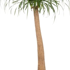 Olifantsvoet (Beaucarnea Recurvata) D 40 H 180 Cm