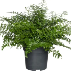 Moedervaren (Asplenium 'Parvati') D 24 H 50 Cm