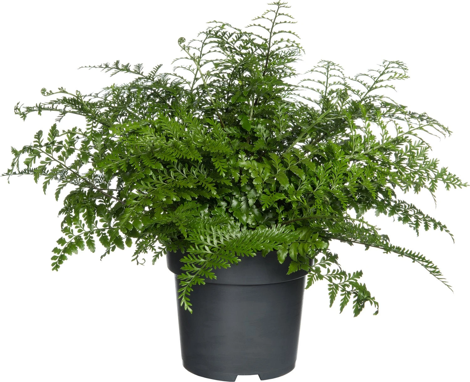 Moedervaren (Asplenium 'Parvati') D 24 H 50 Cm 1 Moedervaren (Asplenium 'Parvati') D 24 H 50 Cm