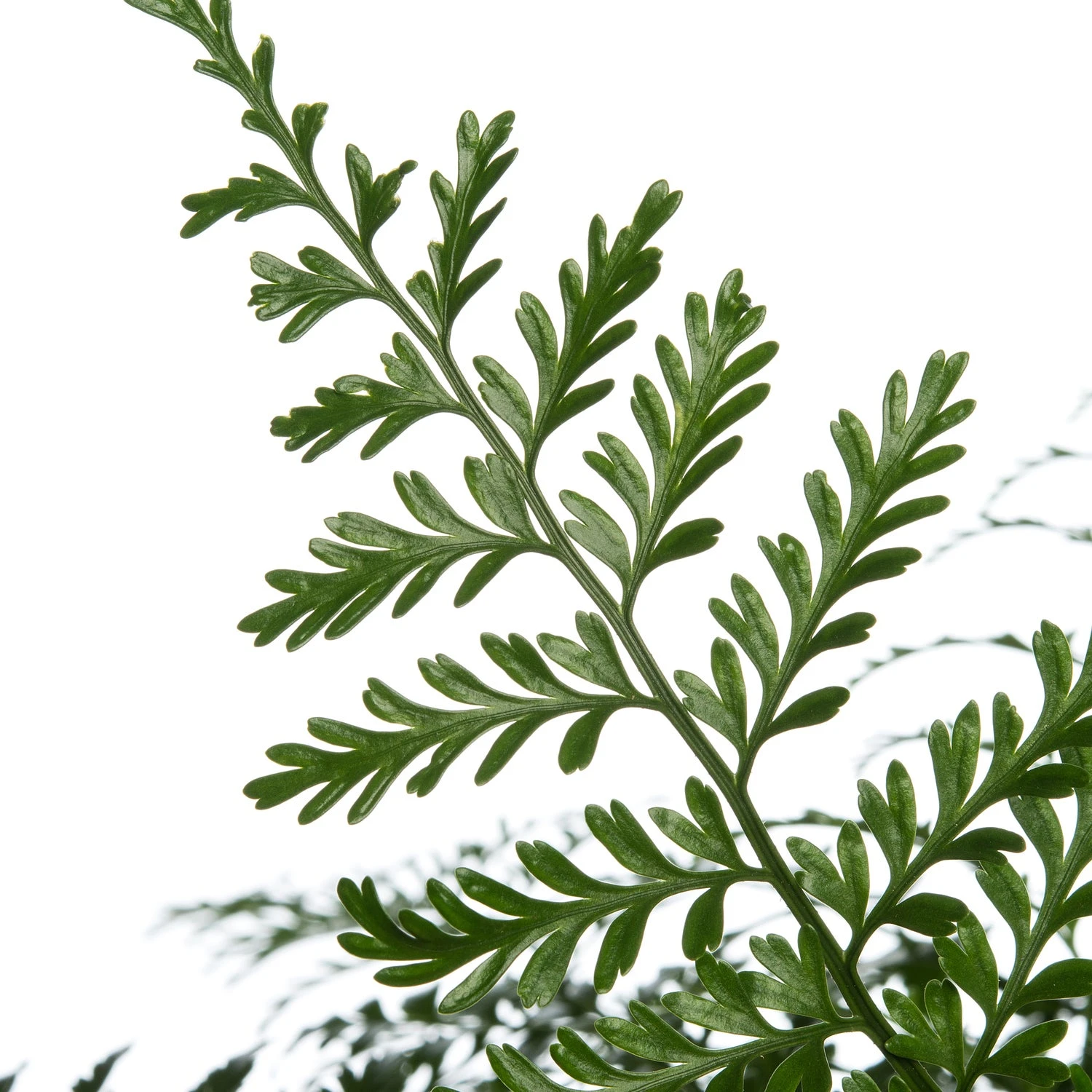 Moedervaren (Asplenium 'Parvati') D 24 H 50 Cm 2 Moedervaren (Asplenium 'Parvati') D 24 H 50 Cm - Afbeelding 2