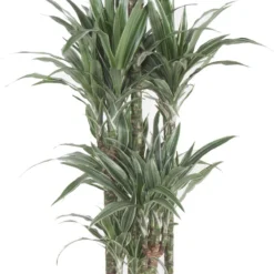 Drakenbloedboom (Dracaena Fragrans 'Warneckei') D 31 H 140 Cm