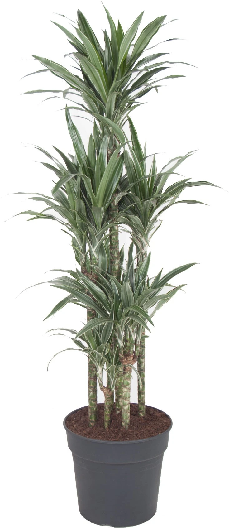Drakenbloedboom (Dracaena Fragrans 'Warneckei') D 31 H 140 Cm 1 Drakenbloedboom (Dracaena Fragrans 'Warneckei') D 31 H 140 Cm