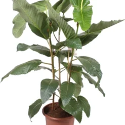 Afrikaanse Vijg (Ficus Bussei 'Floris') D 45 H 160 Cm