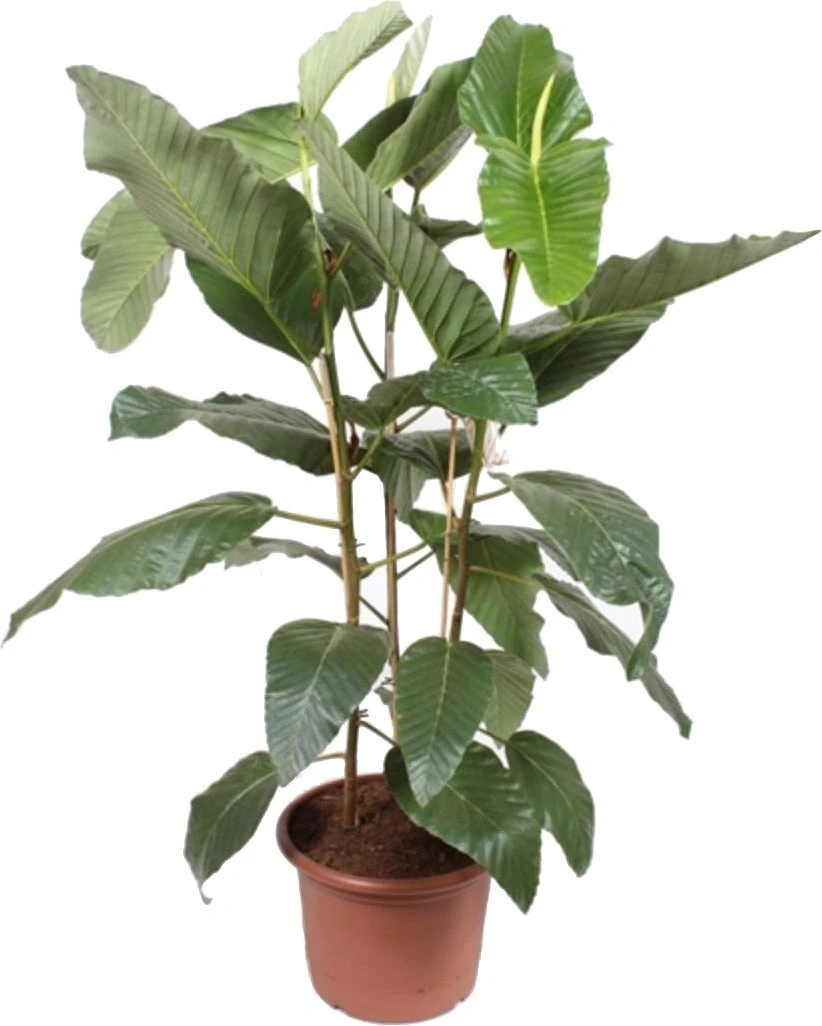 Afrikaanse Vijg (Ficus Bussei 'Floris') D 45 H 160 Cm 2 Afrikaanse Vijg (Ficus Bussei 'Floris') D 45 H 160 Cm - Afbeelding 2
