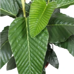 Afrikaanse Vijg (Ficus Bussei 'Floris') D 45 H 160 Cm 5 Afrikaanse Vijg (Ficus Bussei 'Floris') D 45 H 160 Cm -Boom Hart Verkoopwinkel 8720196504985 2 1