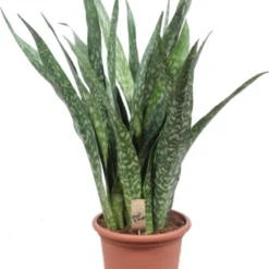 Vrouwentong (Sansevieria Trifasciata 'Jiboya') D 35 H 110 Cm
