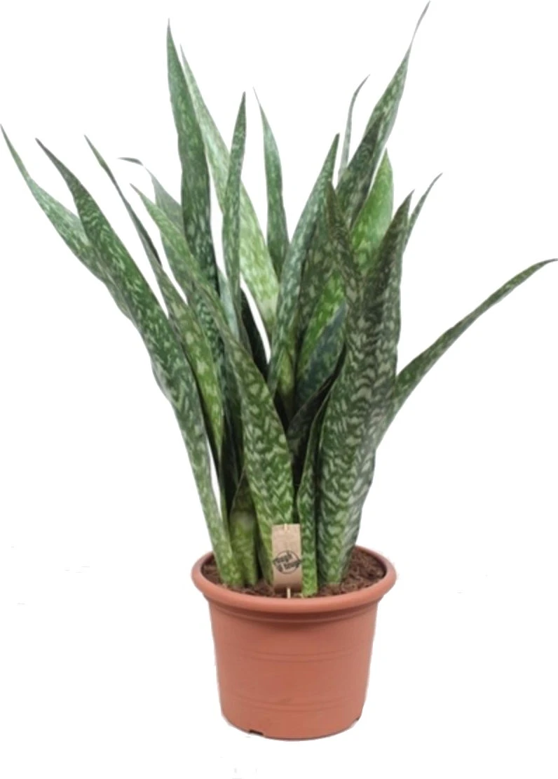 Vrouwentong (Sansevieria Trifasciata 'Jiboya') D 35 H 110 Cm